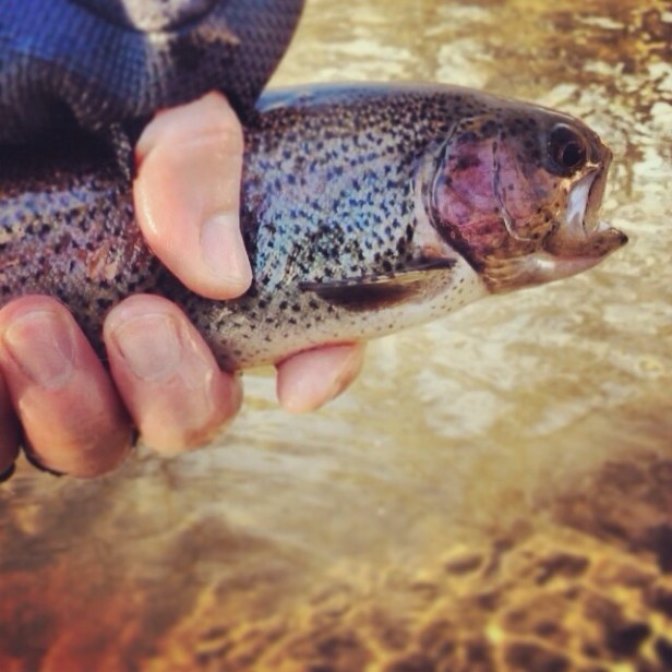 Stony Creek Rainbow Stony Creek Rainbow