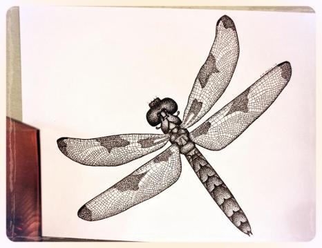 Common Whitetail Dragonfly Common Whitetail Dragonfly