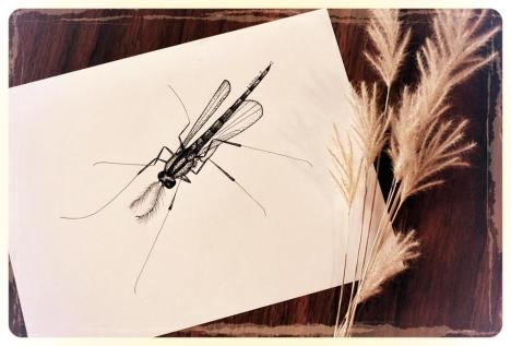 Midge Adult Midge Adult