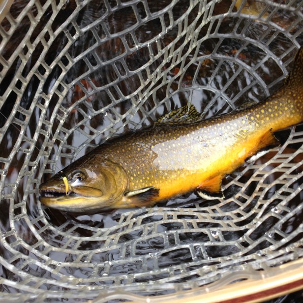 Andy's first brook trout of the night, caught on a CB Stocker he tied a few days before.