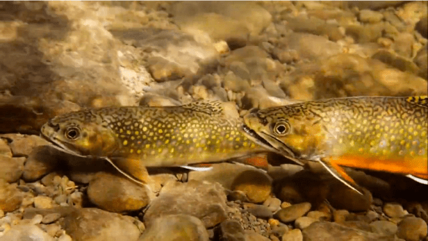 Wild 'Bout Brookies on Vimeo