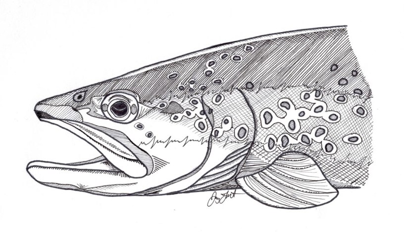 "Brown Trout." ©Jay Talbot