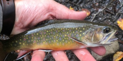 Brook trout